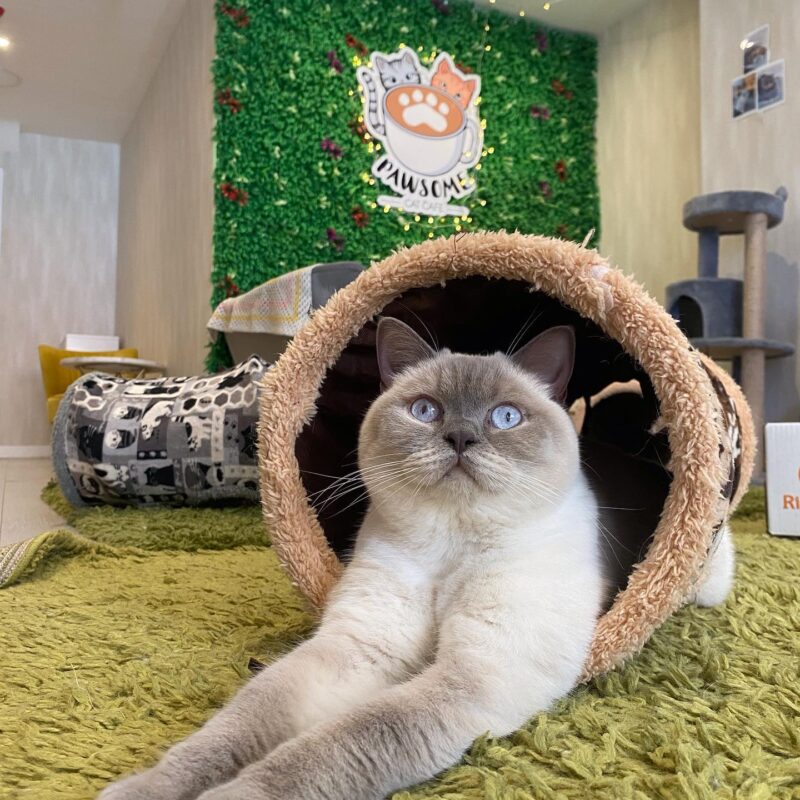 Cat Cafe